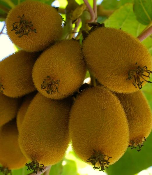 Actinidia chinensis ‘Giallo’ samičia rastlina
